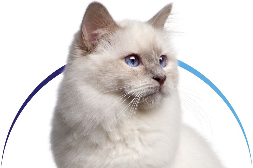 Fluffy white cat with striking blue eyes looking to the side.