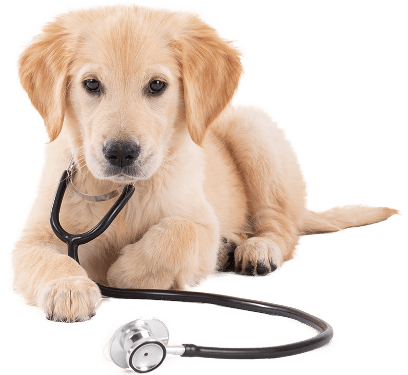 A golden retriever puppy with a stethoscope draped around its neck, looking intently forward.