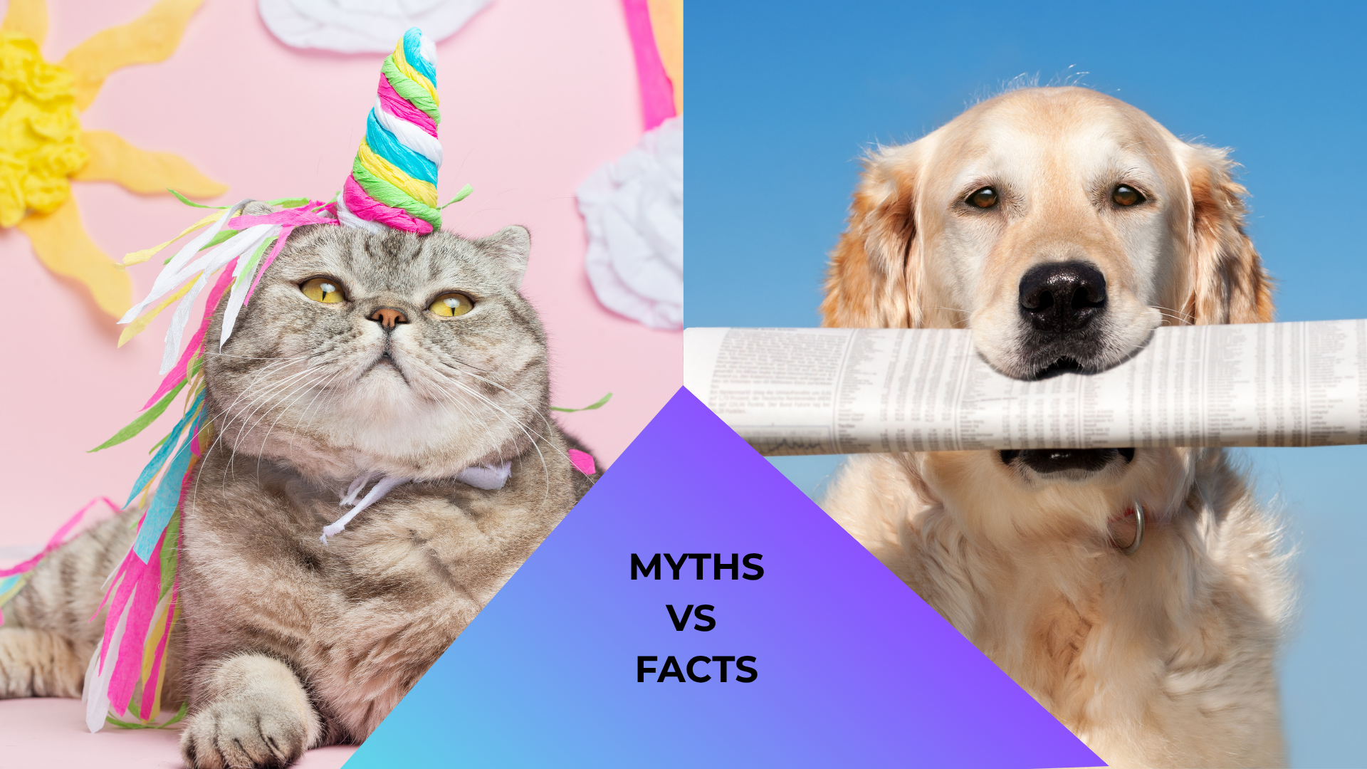 A cat dressed like a unicorn and a dog holding a newspaper, showcasing animal care myths versus facts