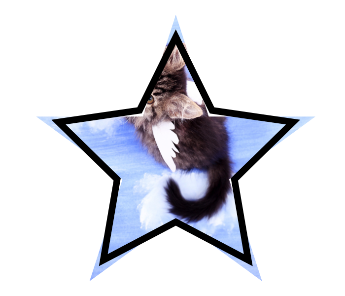 Winged cat representing myths that pet owners believe about animal care in Frisco, TX