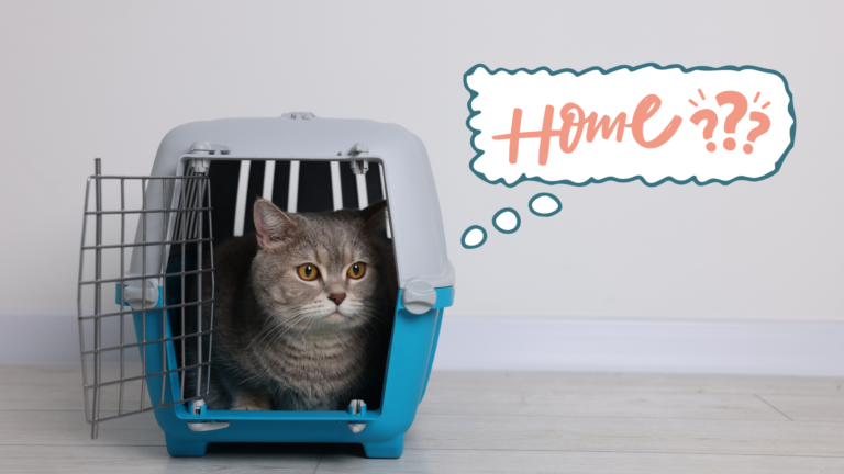 New cat arriving home with a carrier in Frisco, TX